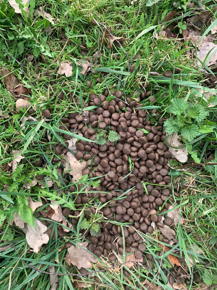 Giftköder-Großer Haufen Trockenfutter-Profilbild