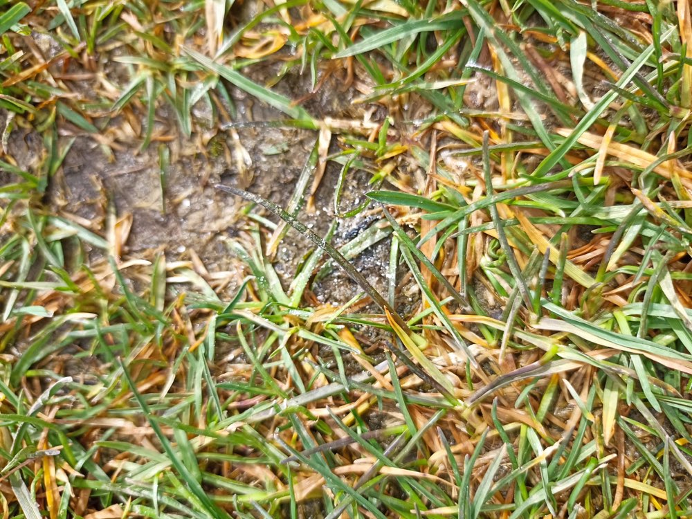 Giftköder-Knochen mit weißem Pulver!-Profilbild