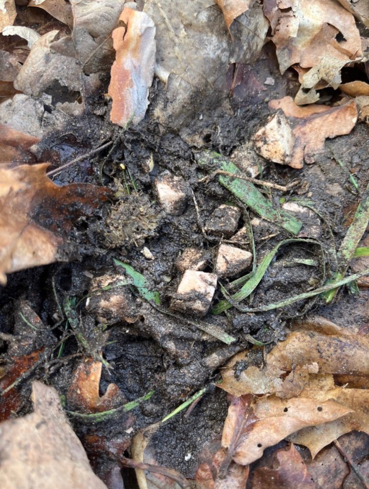 Giftköder-Komische Substanz unter Laub gefunden-Profilbild