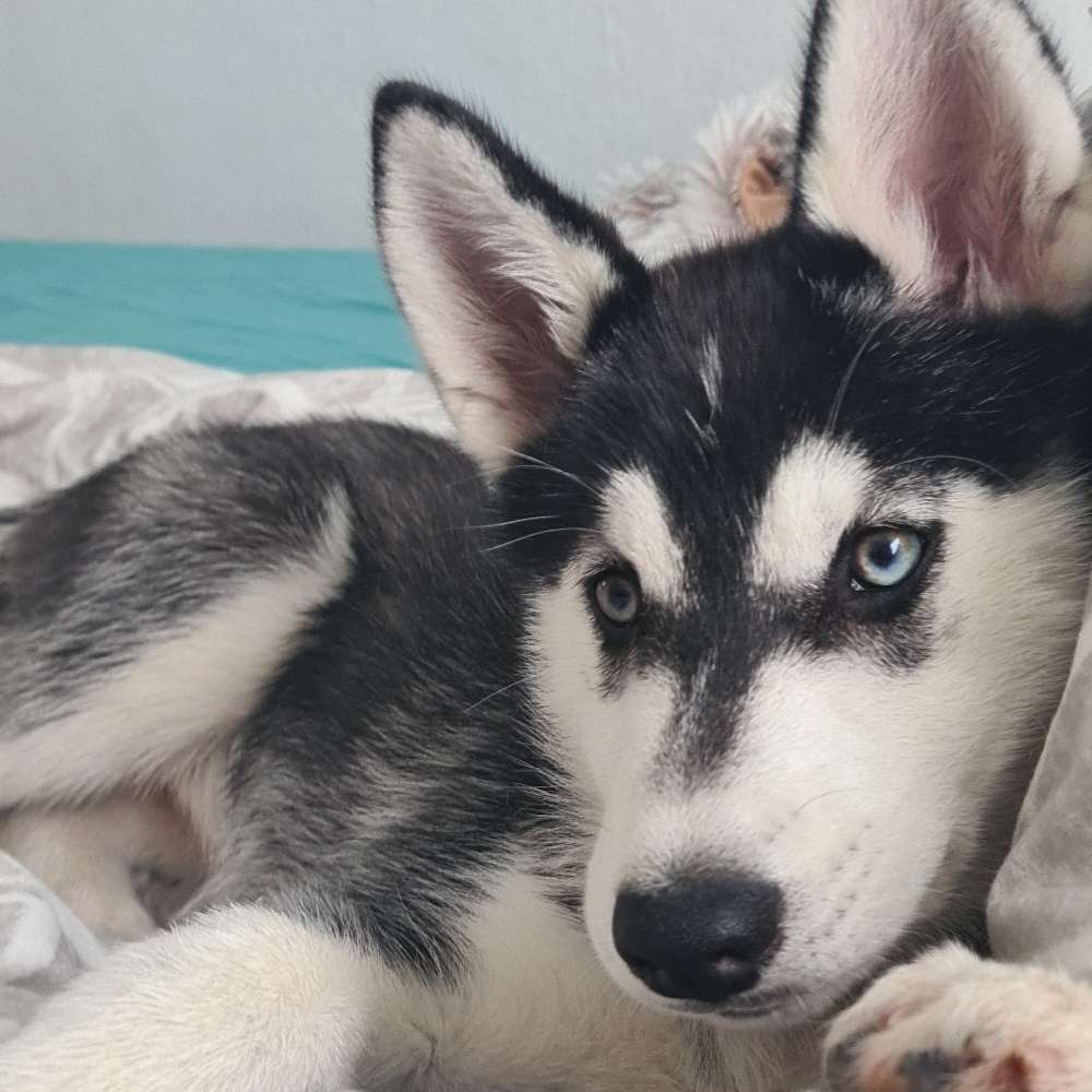 Hundetreffen-Hundetreffen in birkenbeul-Profilbild