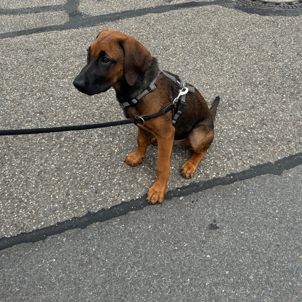 Hundetreffen-Suche Sozialkontakt-Profilbild