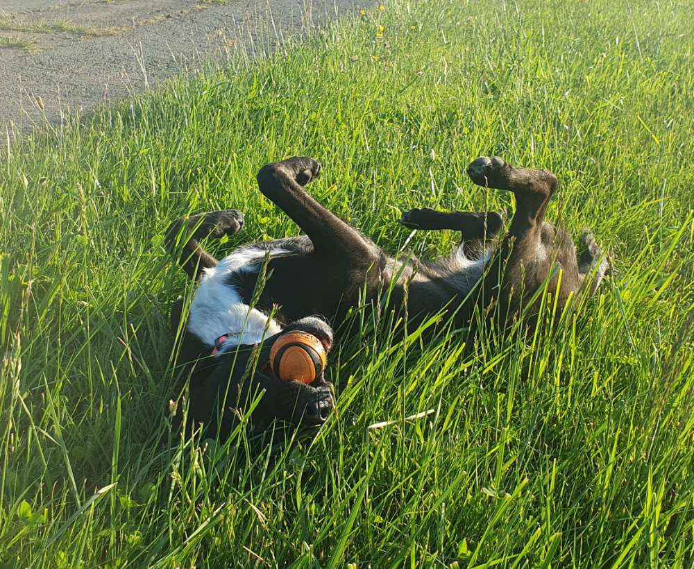 Hundetreffen-Spiel- und Gassirunden-Profilbild