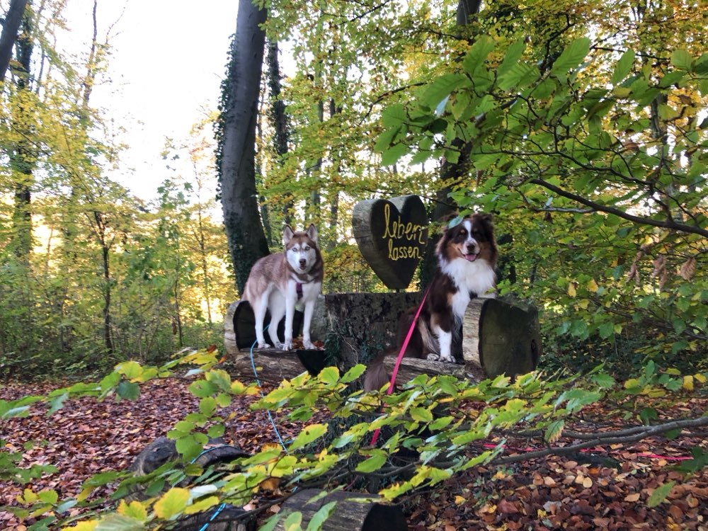 Hundetreffen-Social walk oder Spieltreffen gesucht🫶🏻-Profilbild