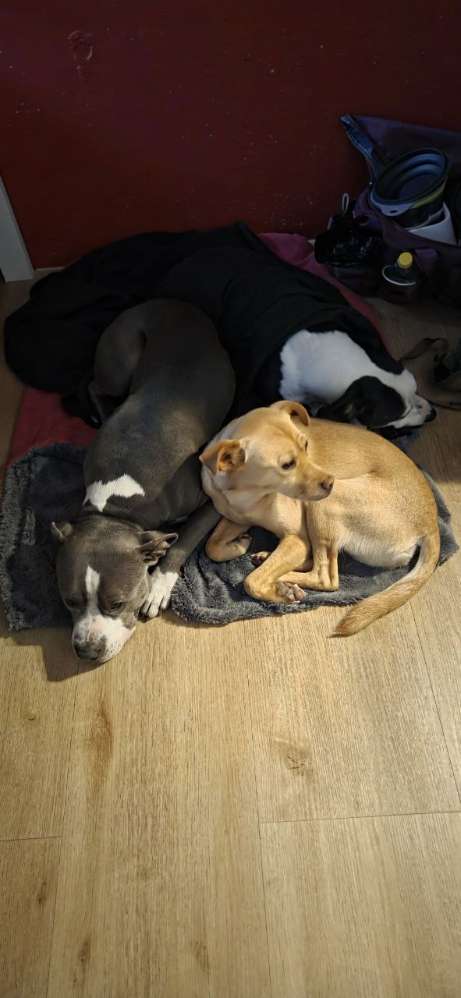 Hundetreffen-Training, social walk, unsichere hunde, spiel treffen-Profilbild