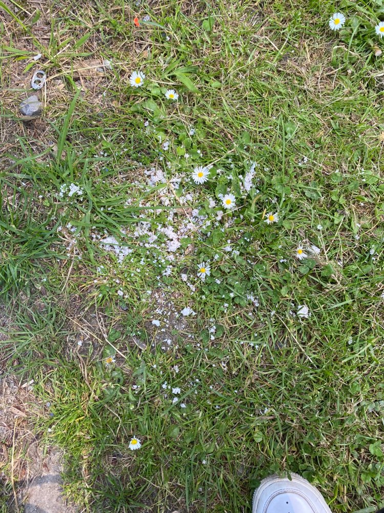 Giftköder-Weiße Körner-Profilbild