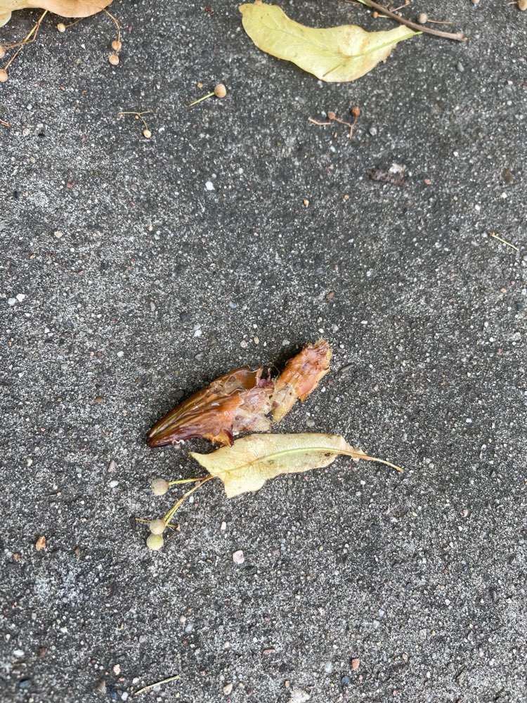 Giftköder-möglicher Giftköder-Profilbild