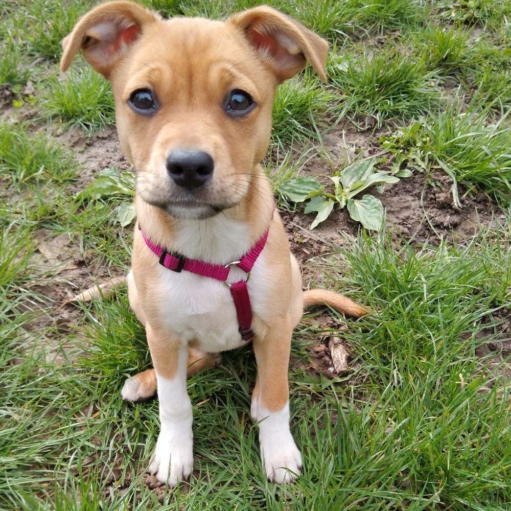 Hundetreffen-Welpen Junghund treffen-Profilbild