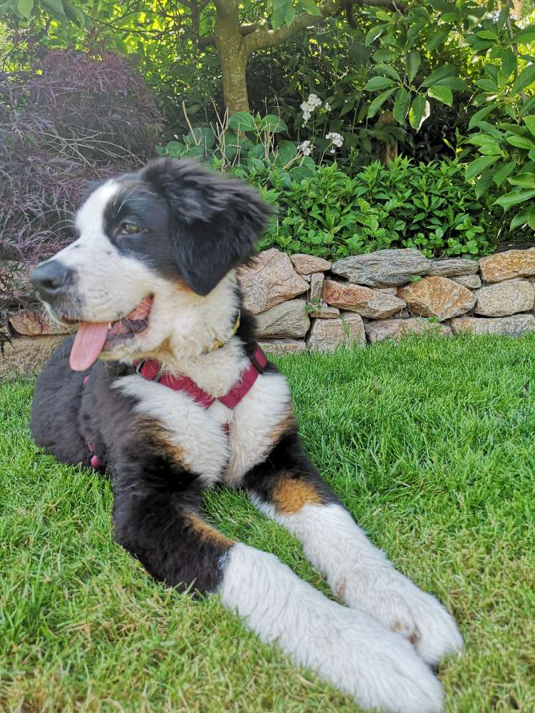 Hundetreffen-Junghundtreffen-Profilbild