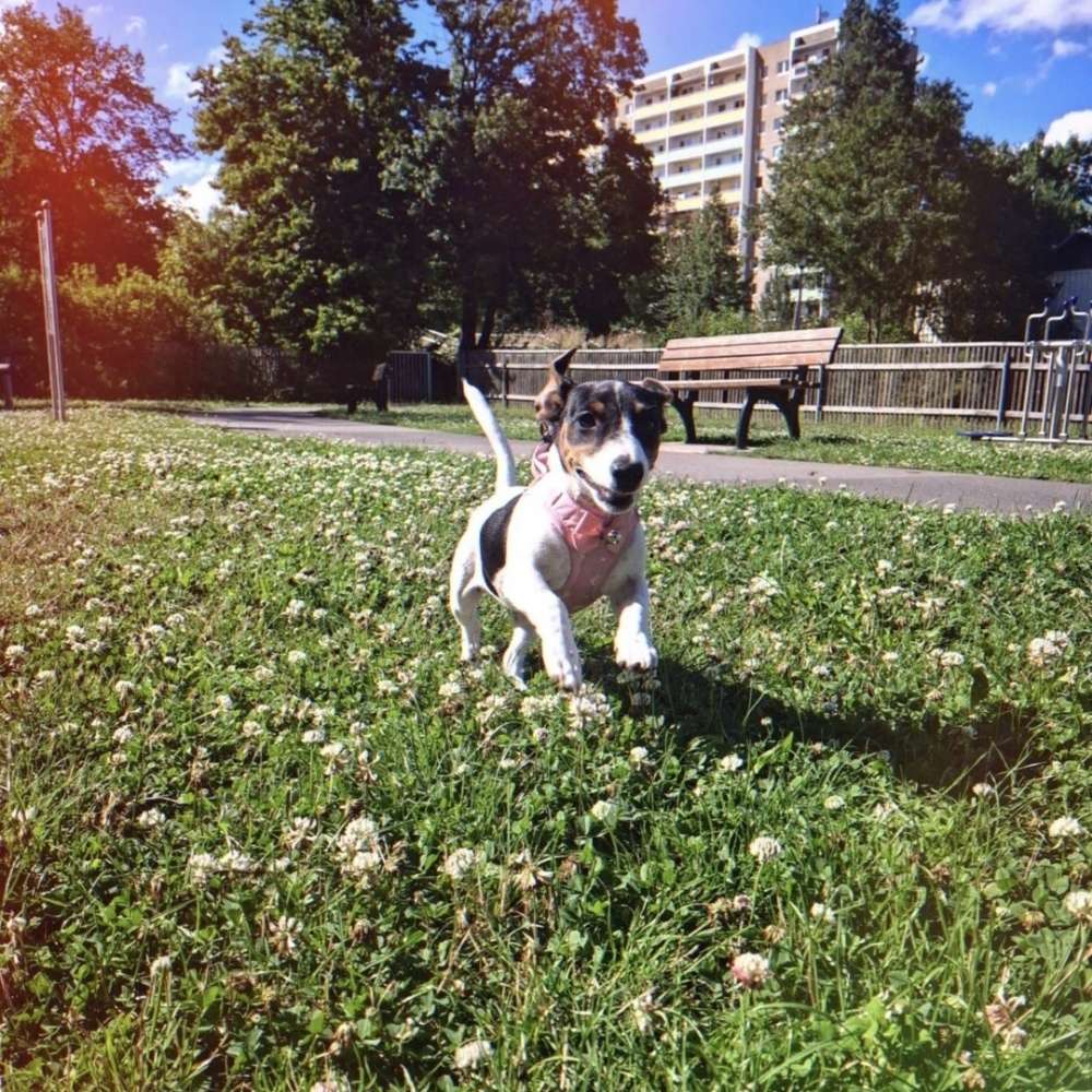 Hundetreffen-Welpen und oder hundetreff-Profilbild