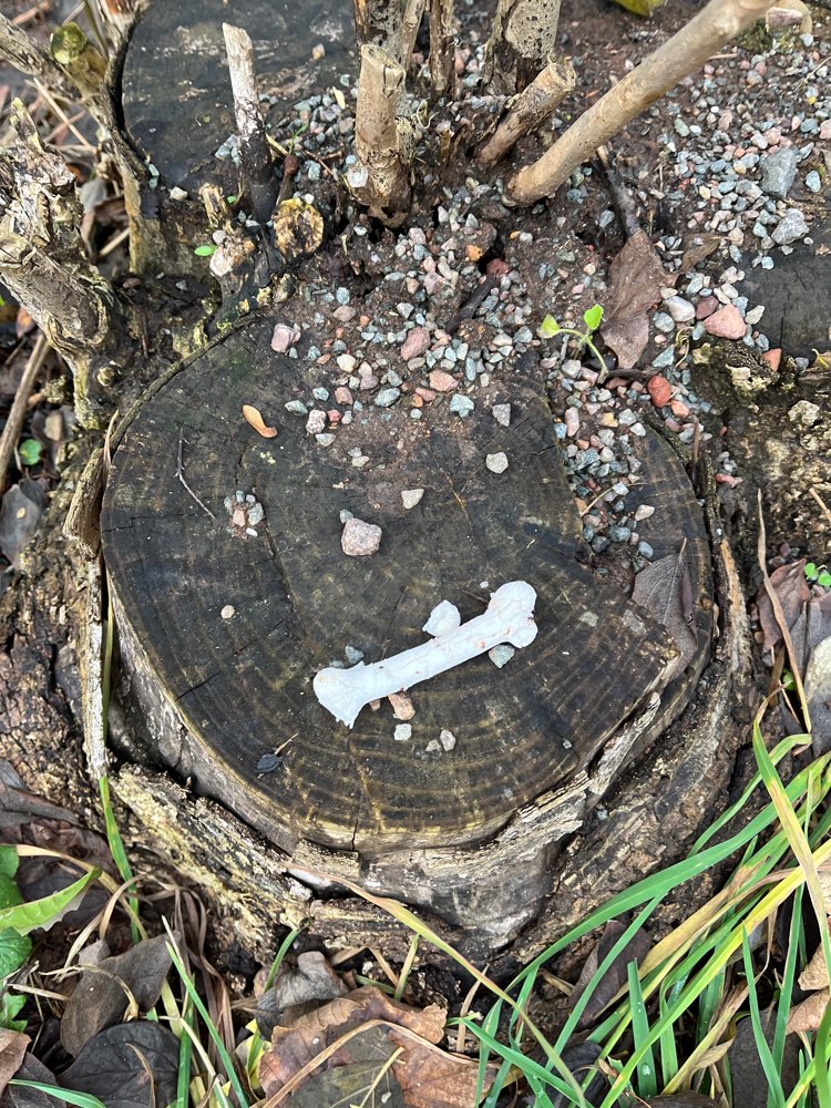 Giftköder-Kleine Knochen am Wegrand.-Profilbild