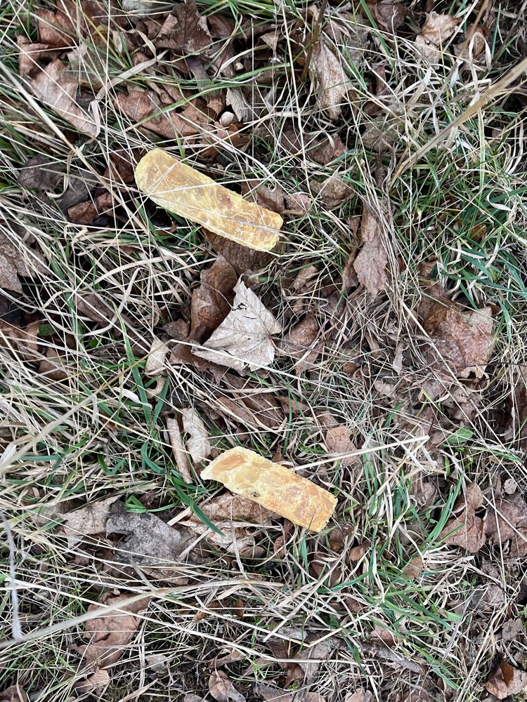 Giftköder-Ausgelegte ,,Leckerlis,,-Profilbild