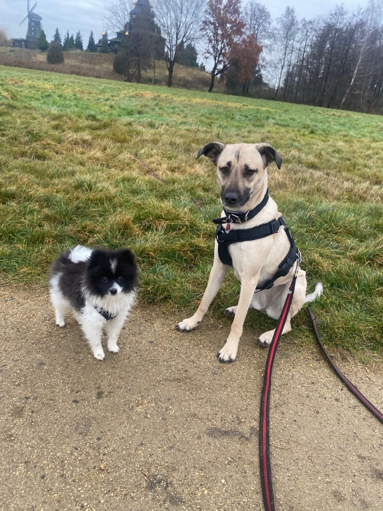 Hundetreffen-Spielrunde in Gifhorn-Profilbild