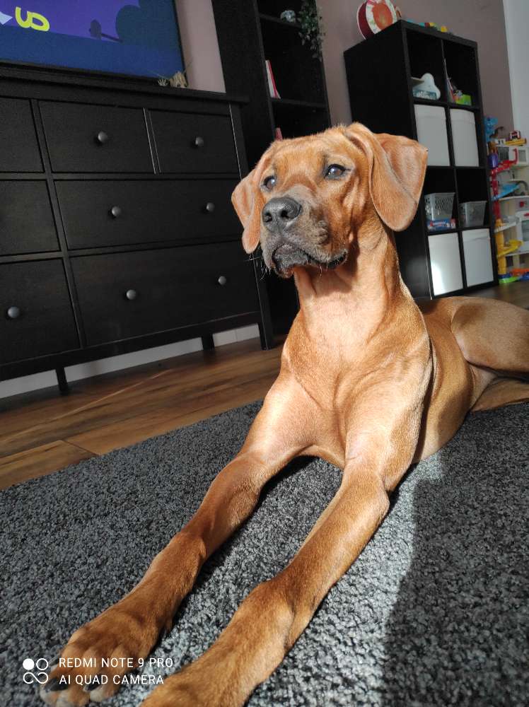 Hundetreffen-Spaziergang/Spieletreffen-Profilbild