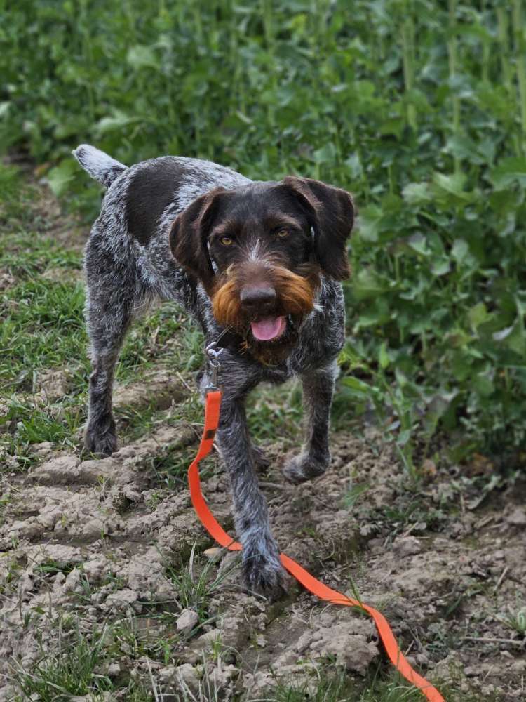 Hundetreffen-Spaziergang, wandern...-Profilbild