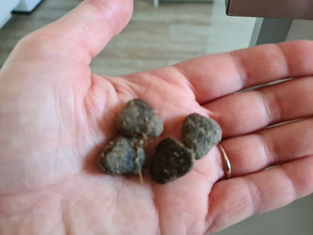 Giftköder-Ausgelegte Leckerli in der Wiese-Profilbild