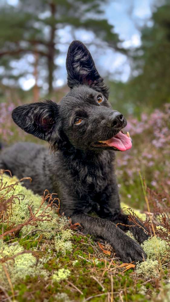 Hundetreffen-Social Walks-Profilbild