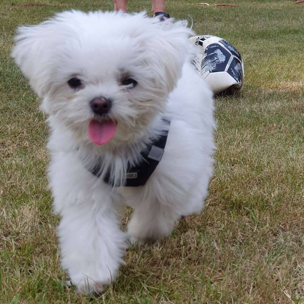 Hundetreffen-Kleiner Spielkumpel gesucht-Profilbild