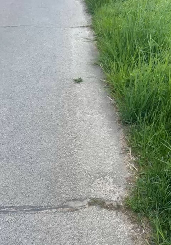 Giftköder-Evtl Giftköder-Profilbild