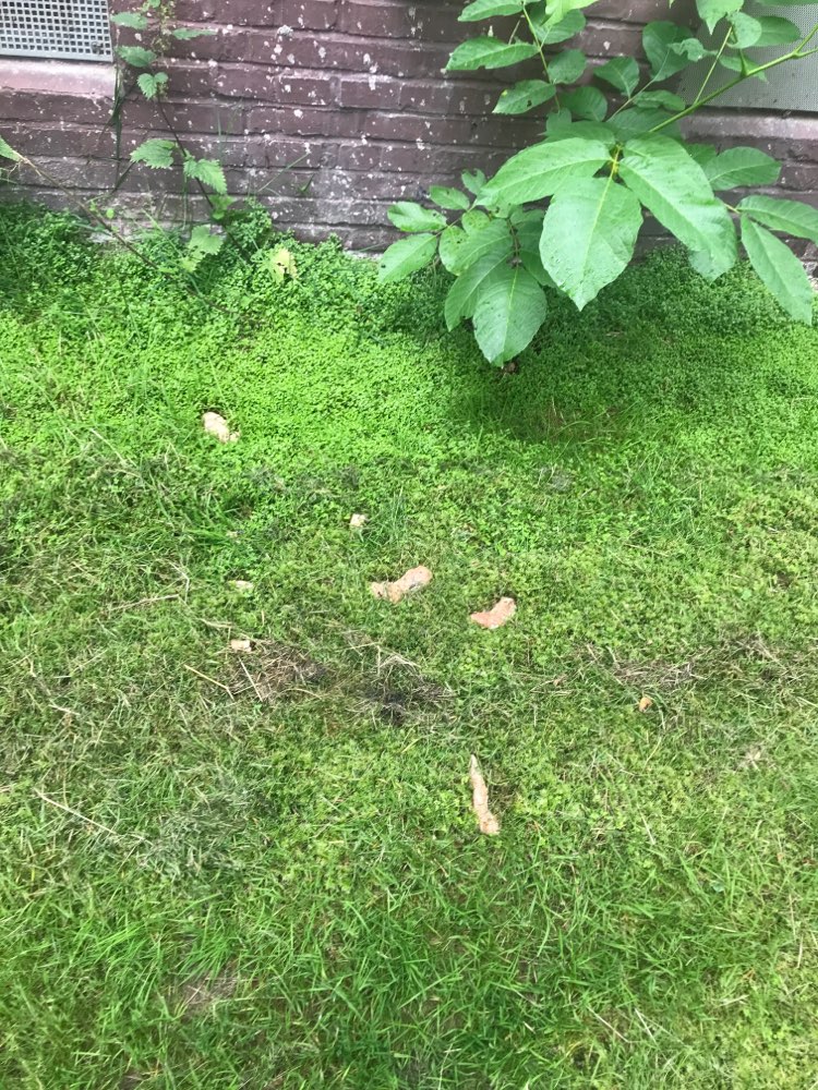 Giftköder-Rohes Fleisch vor den Balkonen-Profilbild