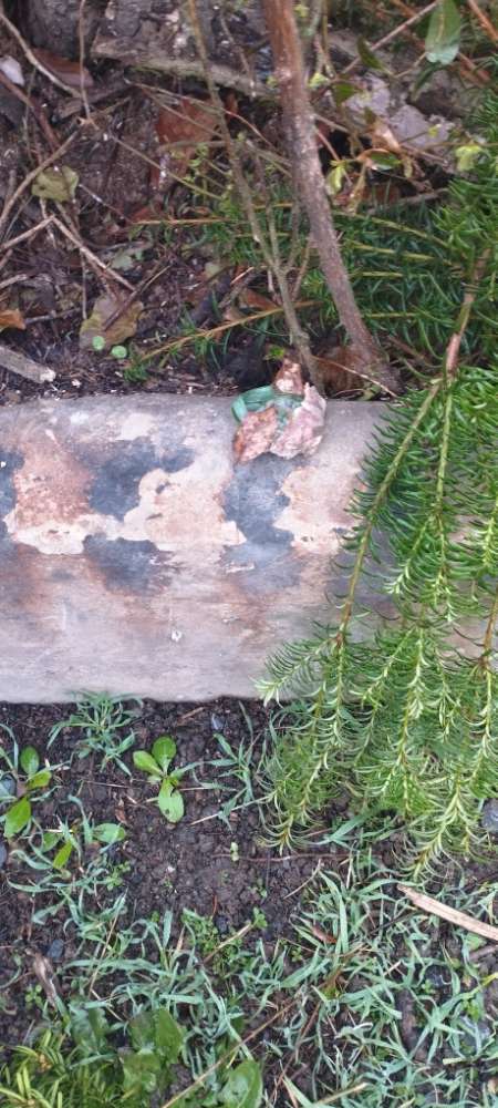 Giftköder-Möglicher Giftköder im Gras am Feldrand-Profilbild