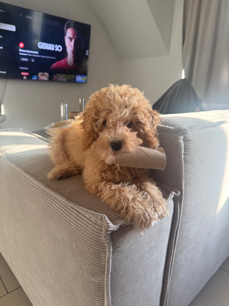 Hundetreffen-Hundebegegnung üben-Profilbild