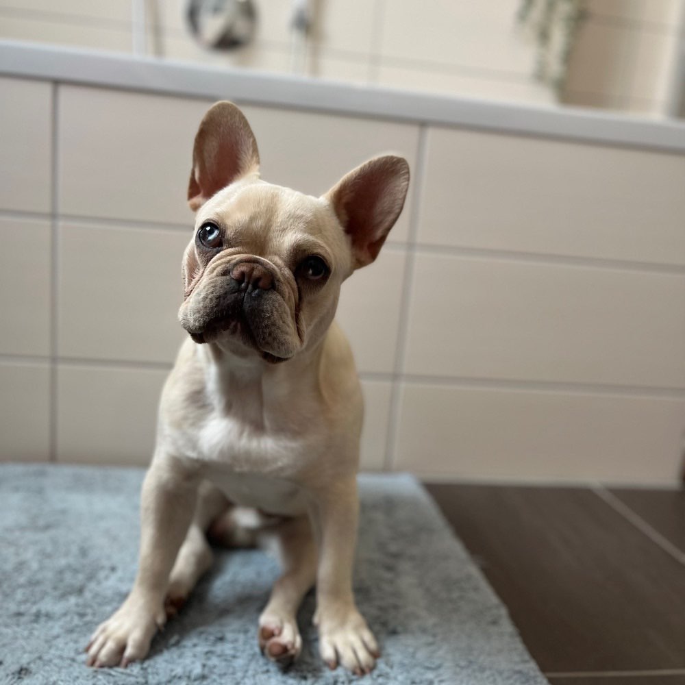 Hundetreffen-Spiele- und Gassifreund/in gesucht-Profilbild