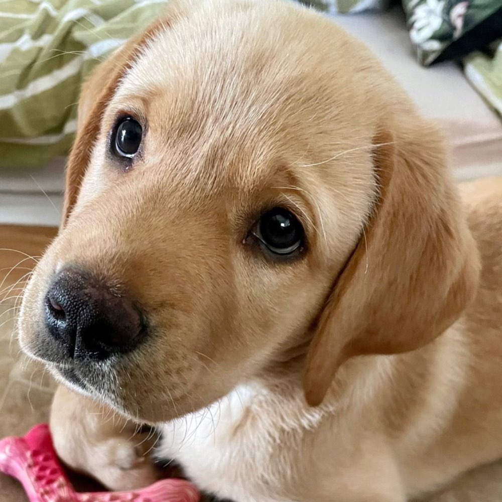 Hundetreffen-Hunde treffen-Profilbild