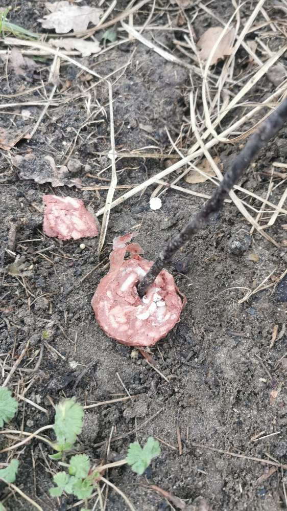 Giftköder-Giftköder!-Profilbild