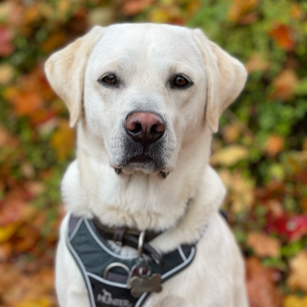 Hundetreffen-Gemeinsame Gassirunde-Profilbild