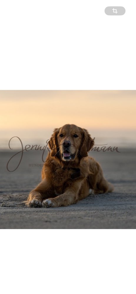 Hundetreffen-Spiel und Gassirunden-Profilbild