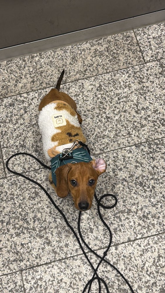 Hundetreffen-Spielgefährten für Karl-Profilbild