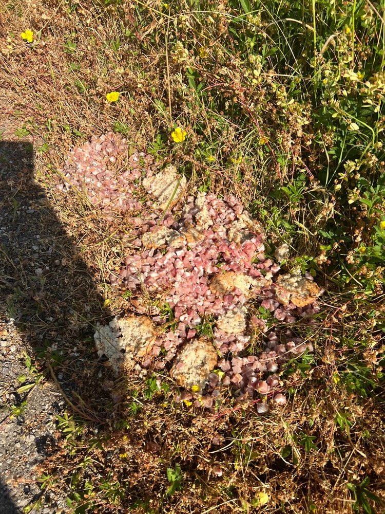 Giftköder-Speckwürfel und Frikadellen-Profilbild