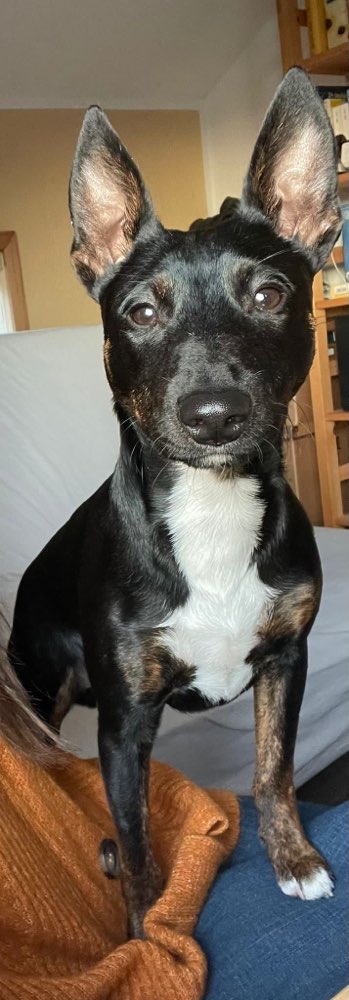 Hundetreffen-Welpentreffen Spazieren gehen und zusammen spielen-Profilbild