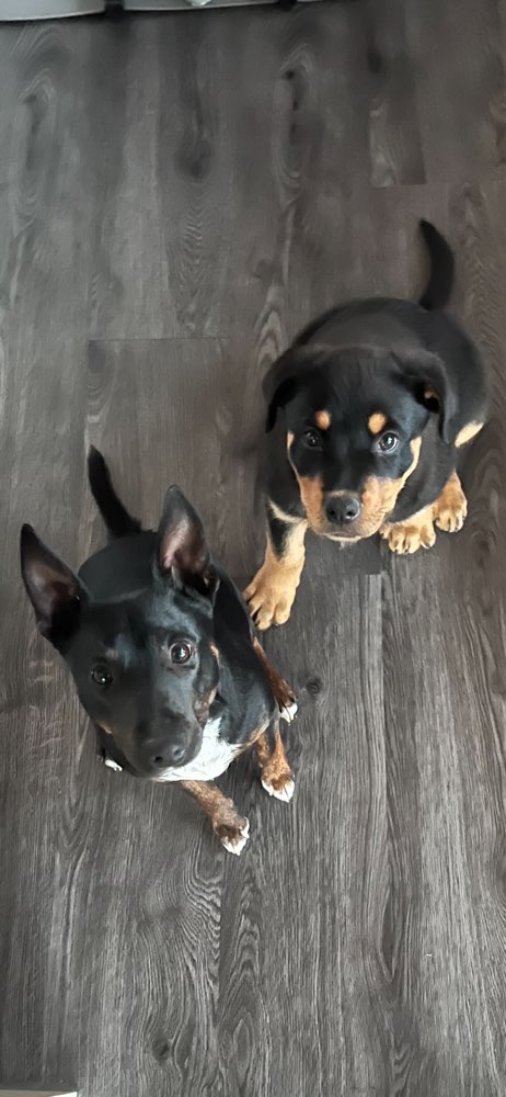 Hundetreffen-spielen Gassi wandern-Profilbild