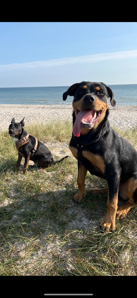 Hundetreffen-Hunde Spaß-Profilbild