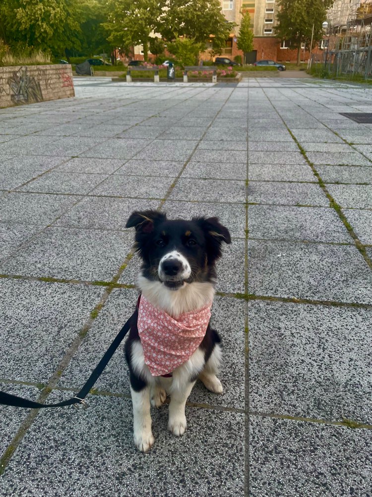 Hundetreffen-Spielpartner/ Training-Profilbild