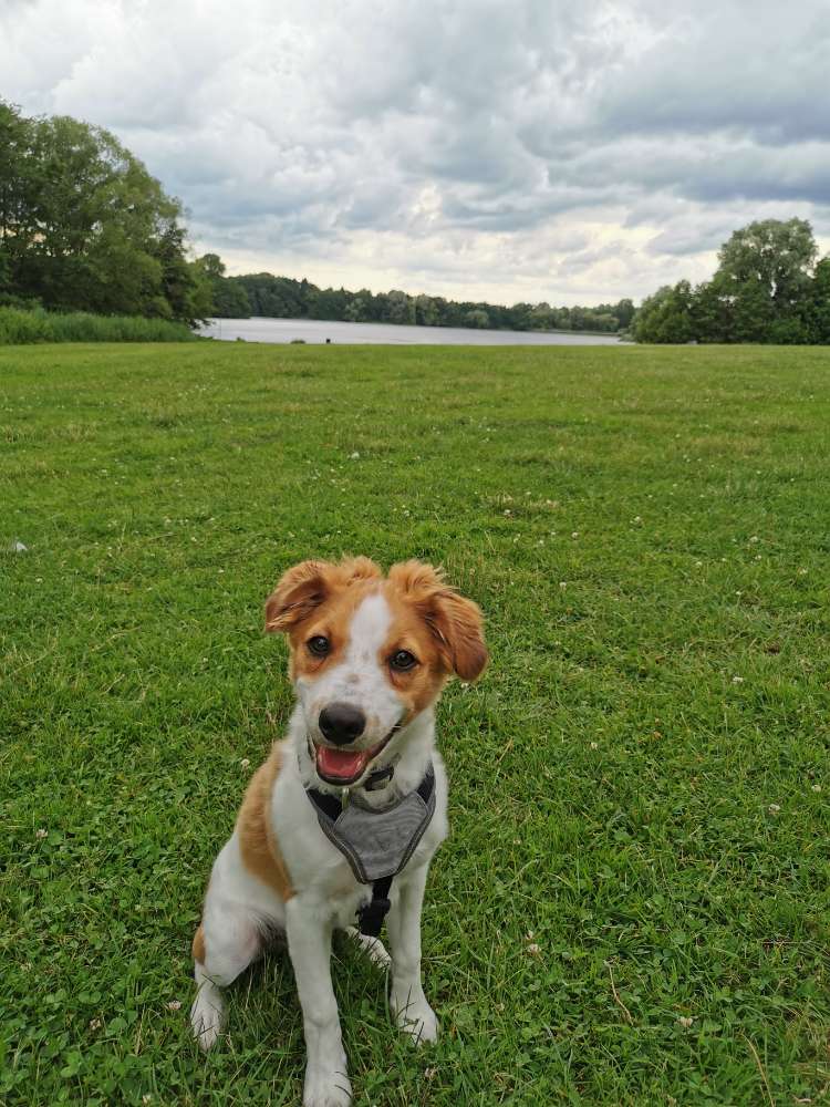 Hundetreffen-Entschleunigtes Gassi gehen-Profilbild