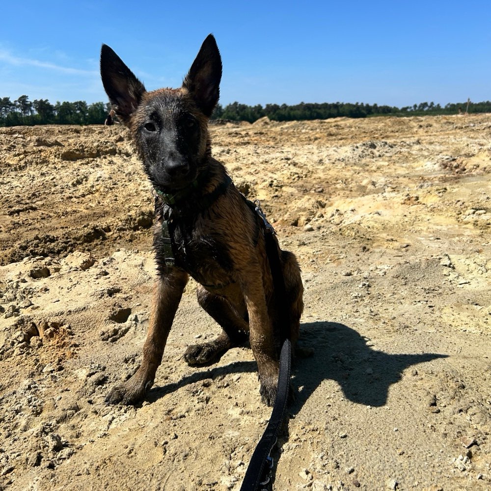 Hundetreffen-Spielen und/oder Spaziergang 🐶-Profilbild