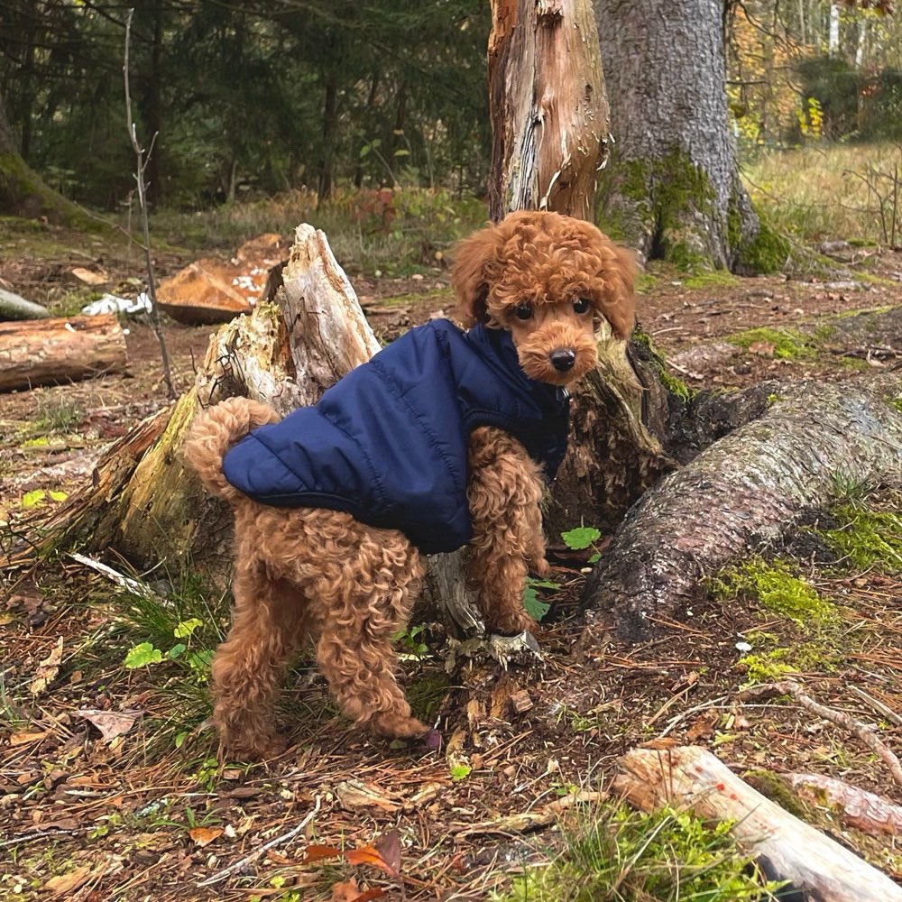 Hundetreffen-Welpen zum spielen/üben gesucht 🤝🏻-Profilbild