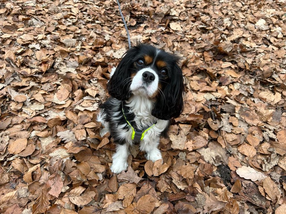 Hundetreffen-Suche Spielpartner-Profilbild