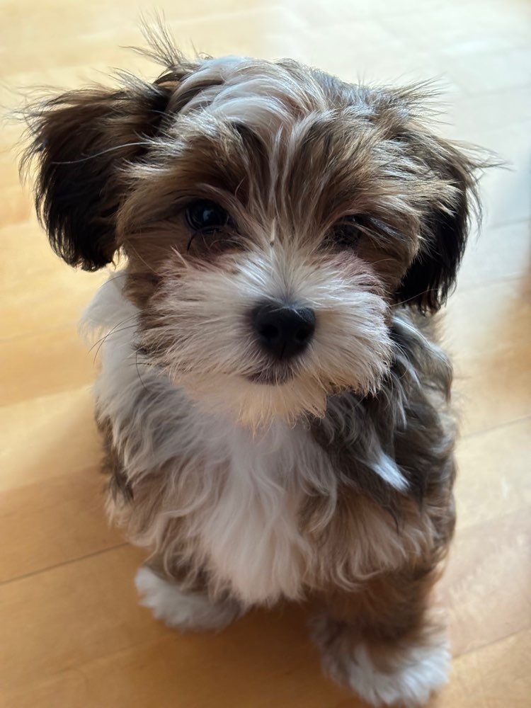 Hundetreffen-Lotti sucht Freunde-Profilbild