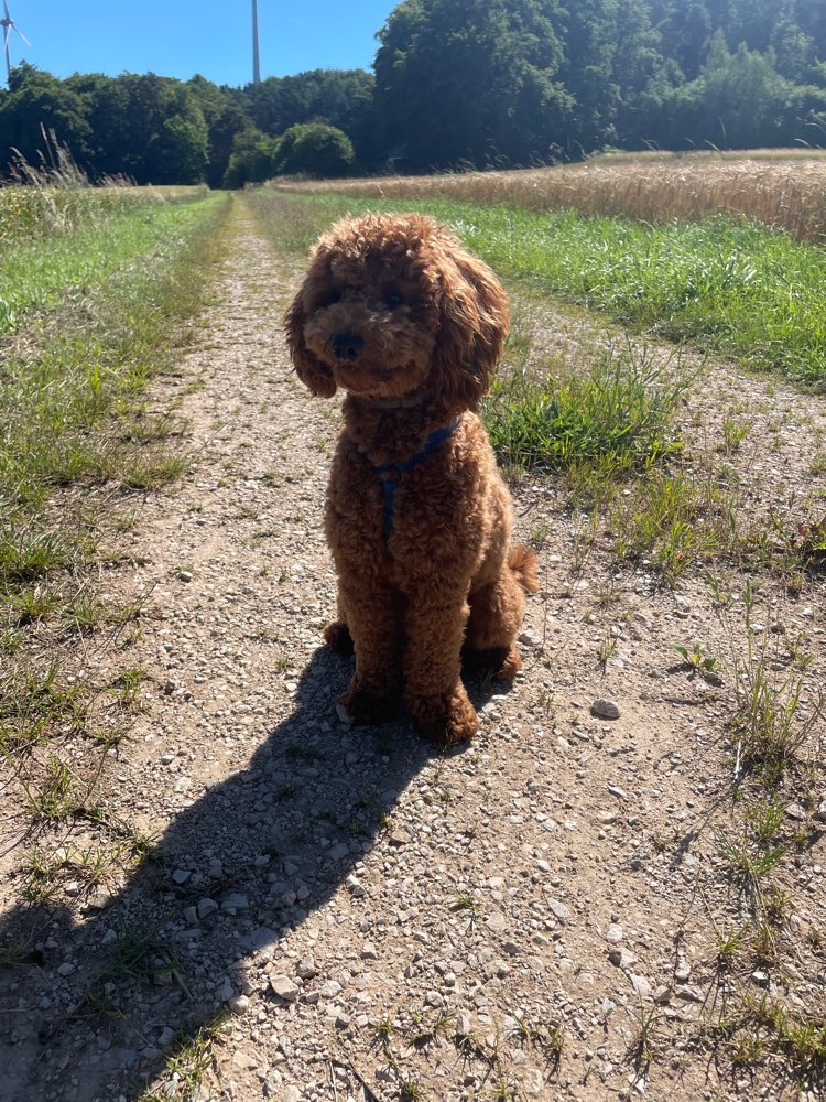 Hundetreffen-Kumpel/Spielpartner-Profilbild