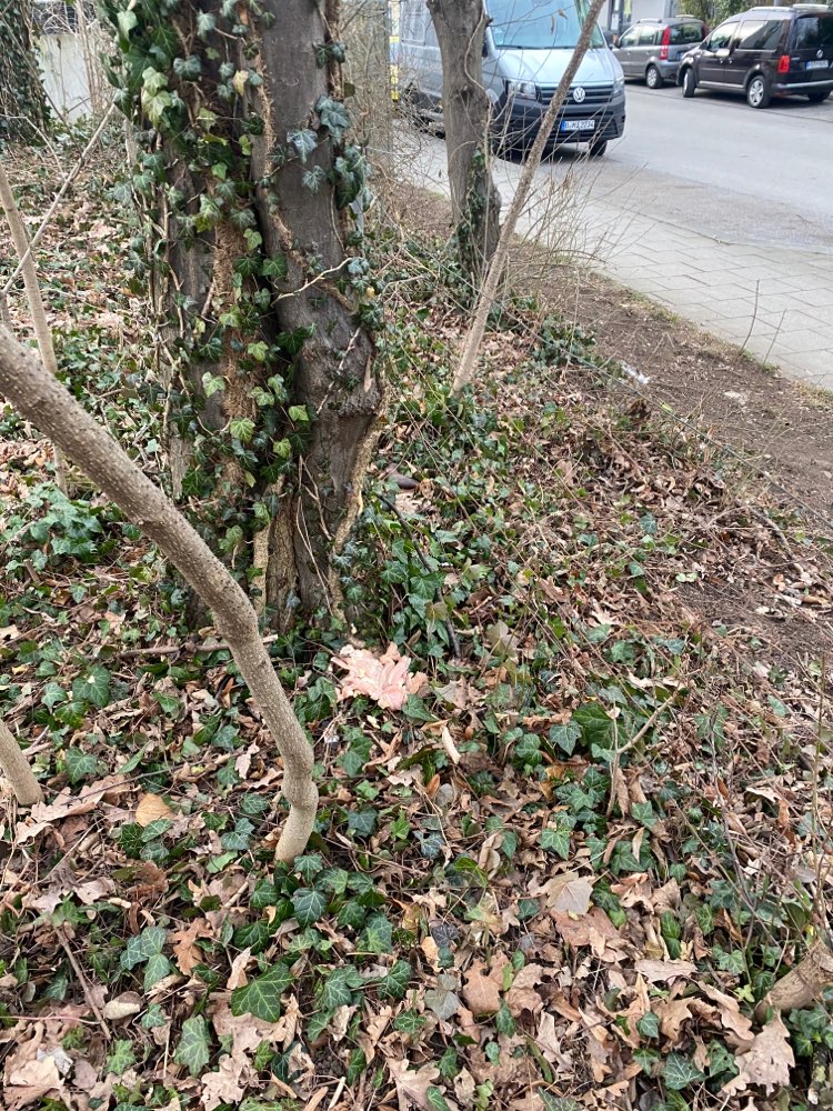 Giftköder-Rohes Fleisch im Schmied-von-Kochel-Park-Profilbild