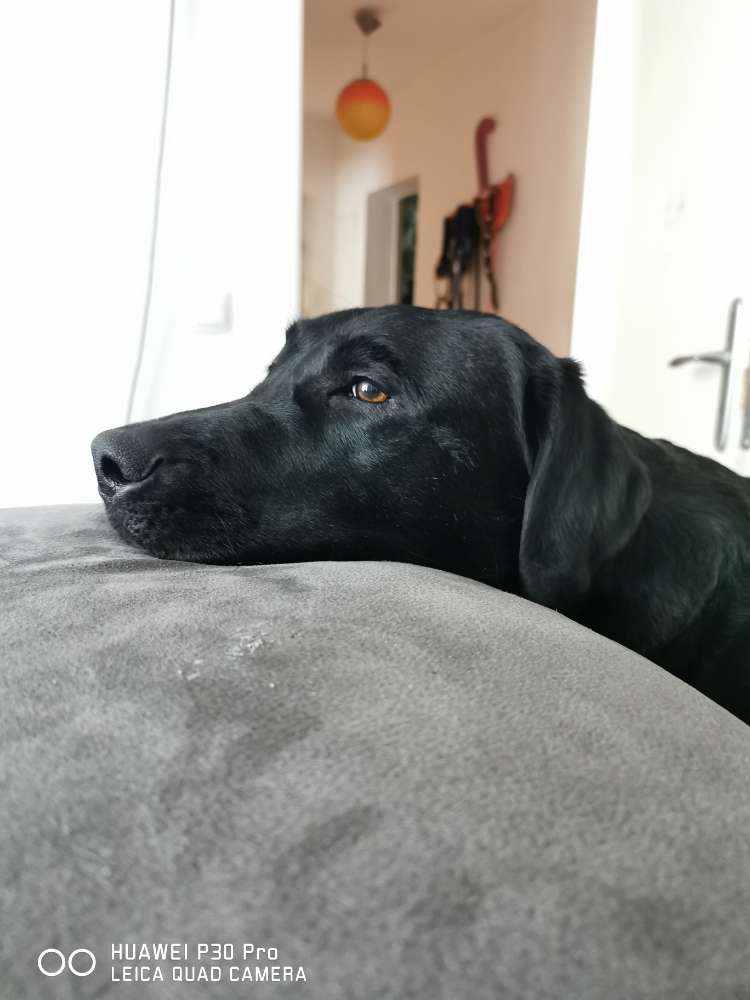 Hundetreffen-Hundetreffen-Profilbild