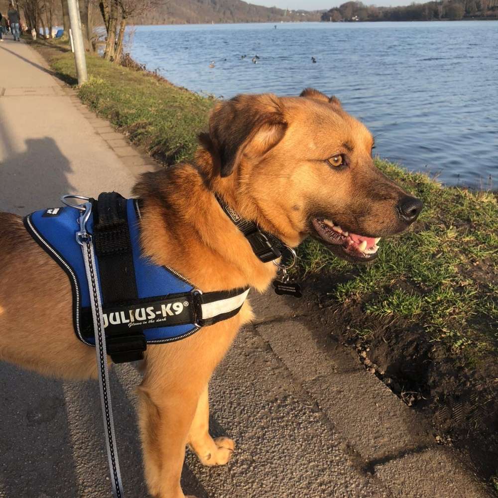 Hundetreffen-Spielgefährten in Essen gesucht :)-Profilbild