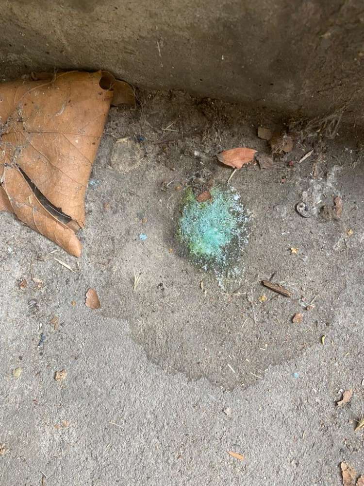 Giftköder-Rattengift-Profilbild