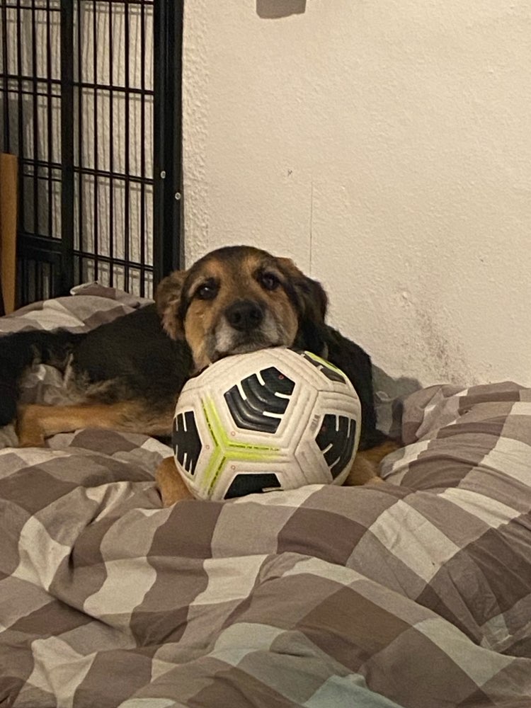 Hundetreffen-Gemeinsam Gassi gehen und Spielen-Profilbild