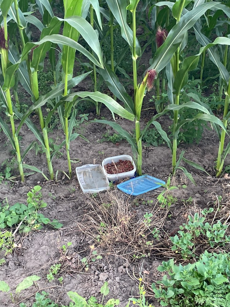 Giftköder-Möglicher Giftköder-Profilbild