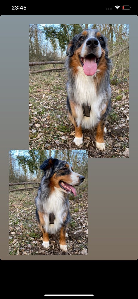 Hundetreffen-Gassi und Spielstunde-Profilbild