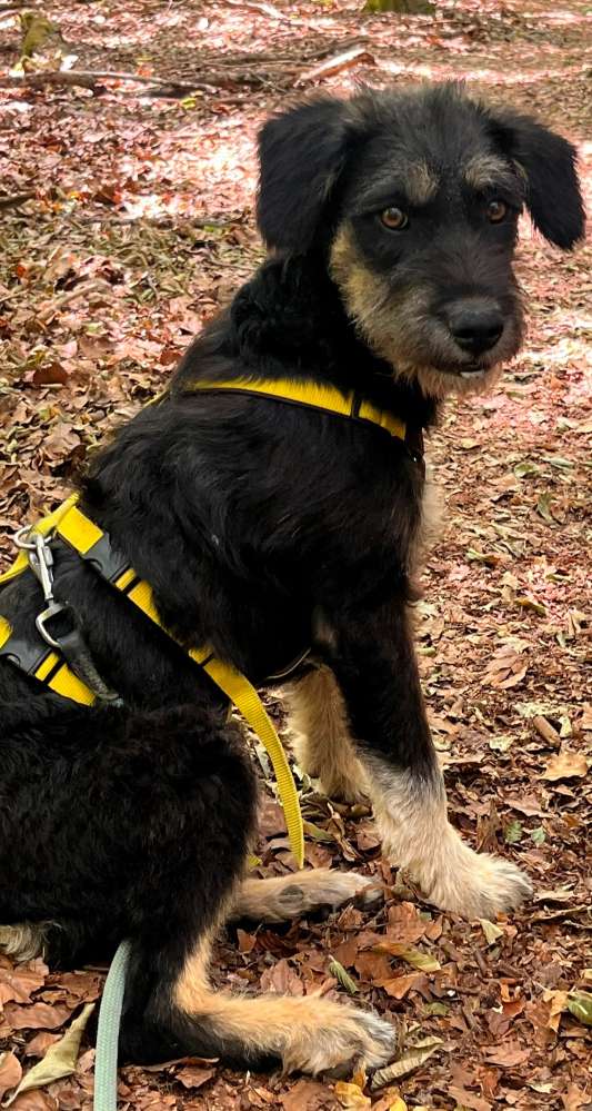 Hundetreffen-Gassi- und Spielpartner gesucht-Profilbild
